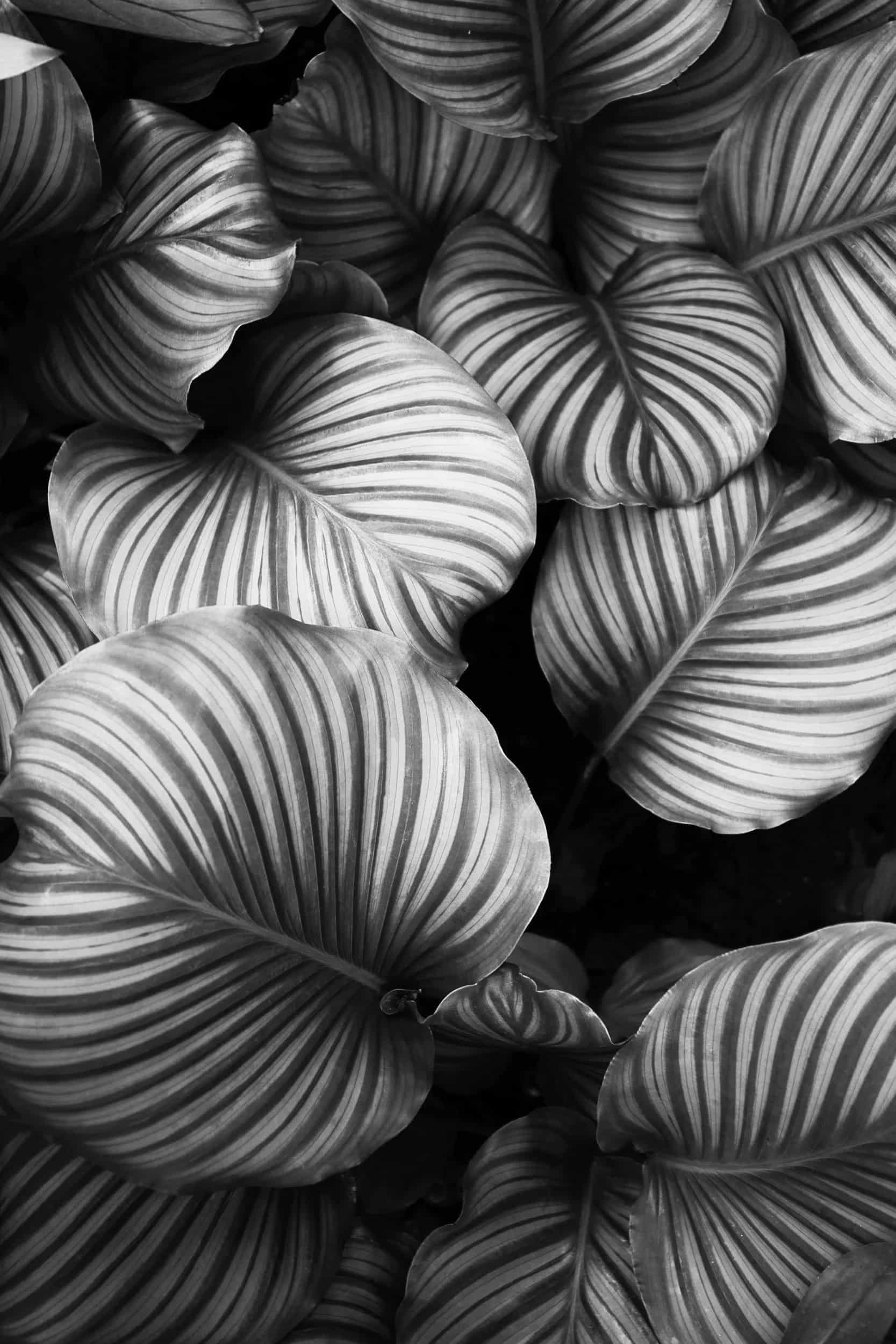 Tropical foliage